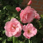 roze