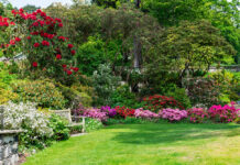 Najpopularniejsze rodzaje drzewek owocowych w ogrodach