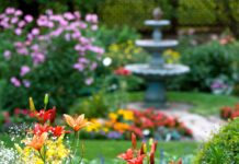 Jak wybrać wieloletnie kwiaty do ogrodu?