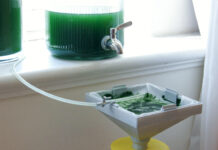 Domowa hodowla spiruliny: przewodnik uprawy w warunkach domowych Domowa hodowla spiruliny