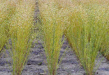 Ziarno złocistego bogactwa: Rady uprawy lnianki siewnej na wydobycie cennego oleju Rady uprawy lnianki siewnej