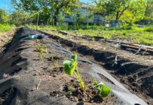 Tajniki efektywnej uprawy warzyw pod agrowłókniną: przewodnik dla ogrodników Agrowłóknina chroni młode warzywa przed przymrozkami i szkodnikami, przyspieszając jednocześnie ich wzrost
