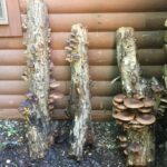 W ciemnej piwnicy na drewnianych kloczkach rosną rzędy aromatycznych grzybów shiitake