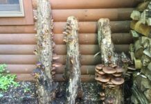 Domowa hodowla shiitake: szczegóły uprawy ekskluzywnych grzybów w warunkach piwnicznych W ciemnej piwnicy na drewnianych kloczkach rosną rzędy aromatycznych grzybów shiitake