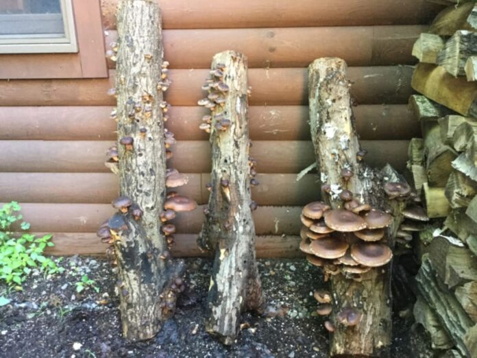 W ciemnej piwnicy na drewnianych kloczkach rosną rzędy aromatycznych grzybów shiitake