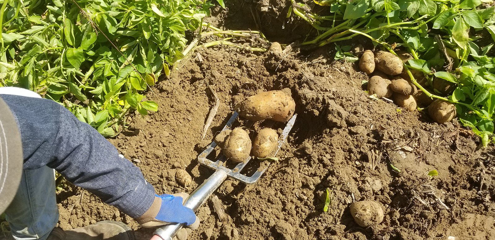 glebę pod warzywa najlepiej przekopać jesienią i wczesną wiosną wczesną wiosną gdy ziemia przeschnie po zimie