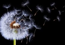 Mniszek lekarski w ogrodzie: Jak uprawiać, pielęgnować i wykorzystać właściwości zdrowotne tej wszechstronnej rośliny W przydomowym ogrodzie mniszek lekarski rośnie na żyznej i słonecznej glebie