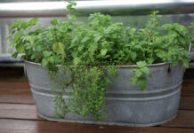 Domowa uprawa oregano zimą: odpowiednie podłoże i metody nawadniania roślin w doniczce Oregano zimą wymaga jasnego parapetu i umiarkowanego podlewania, by zachować aromat ziół