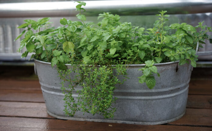 Oregano zimą wymaga jasnego parapetu i umiarkowanego podlewania, by zachować aromat ziół