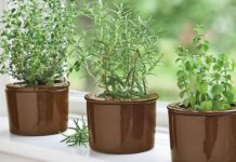 Jak prowadzić udaną uprawę tymianku z sadzonek: porady ogrodniczy dla początkujących posadź tymianek w żyznej glebie