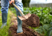 Odpowiedni czas przekopywania gleby pod uprawę warzyw przekopywania gleby pod uprawę warzyw