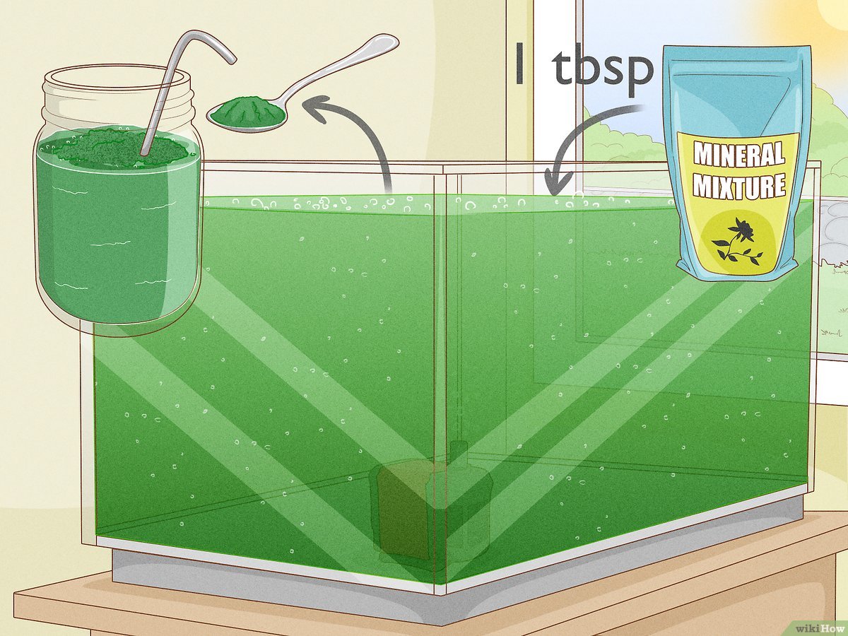 w warunkach domowych spirulinę hoduje się w akwarium ze słoną wodą spirulinę można hodować w akwarium z lampą