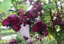 Akebia pięciolistkowa – czekoladowe pnącze, które odmieni Twój ogród akebia pięciolistkowa do ogrodu