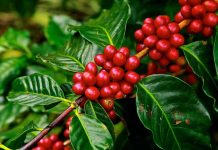 Fusy z kawy pod kwiaty – jakie składniki odżywcze kryją i jak wpływają na wzrost roślin? Fusy z kawy działają jako naturalny nawóz bogaty w azot dla kwiatów