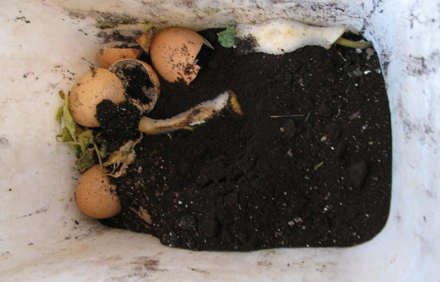 fusy z kawy nawożą kwiaty