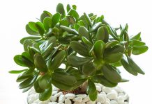 Grubosz w domu – jak tworzyć w sam raz warunki dla drzewka szczęścia? Grubosz, drzewko szczęścia, przynosi fortunę i dobrobyt do domu