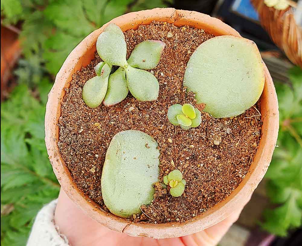 grubosz symbolizuje szczęście i fortunę