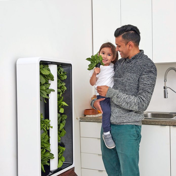 Hydroponika to uprawa roślin bez ziemi w roztworze wodnym z składnikami odżywczymi