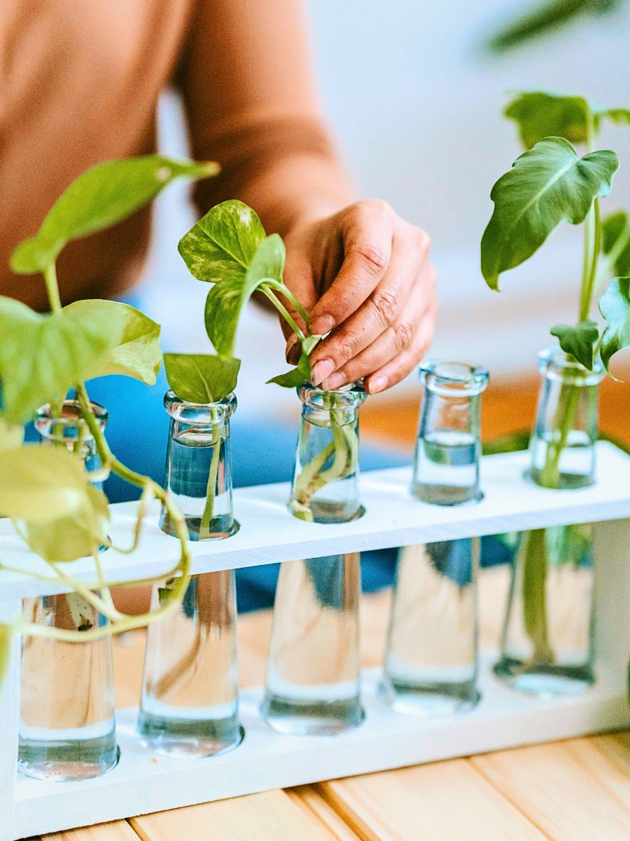 hydroponika to uprawa bez ziemi