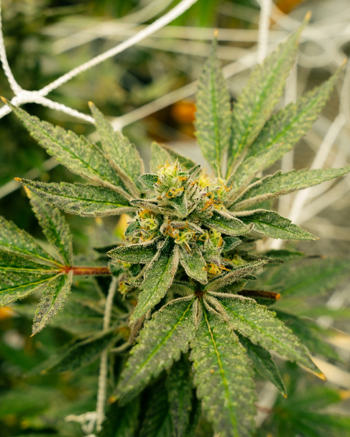 hydroponika to uprawa bez gleby