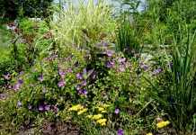 Lawenda, mięta, rozmaryn – które rośliny efektywnie odstraszają komary i muchy z ogrodu? Lawenda, mięta i bazylia naturalnie odstraszają komary i muchy