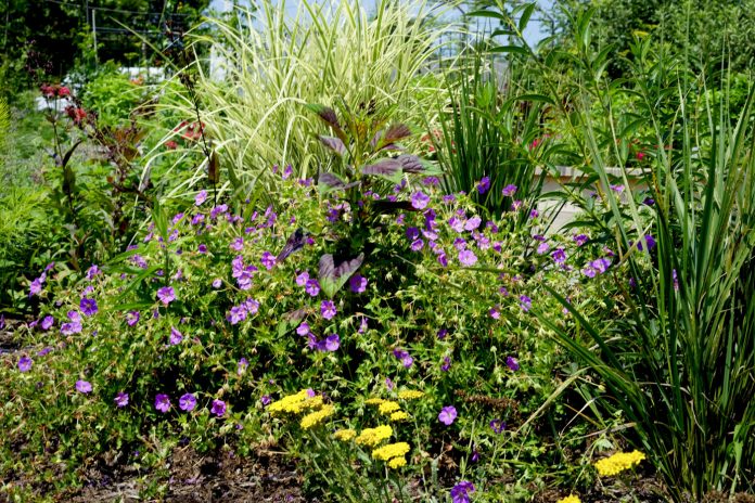Lawenda, mięta i bazylia naturalnie odstraszają komary i muchy