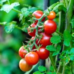naturalne materiały, które ożywią wnętrze sauny_1