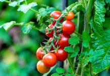 Kiedy sadzić pomidory koktajlowe? Odpowiedni termin i warunki, które zapewniają obfite plony naturalne materiały, które ożywią wnętrze sauny_1