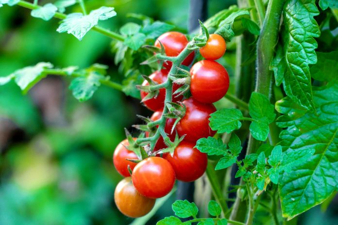 naturalne materiały, które ożywią wnętrze sauny_1