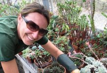 Które rośliny rozmnożysz z jednego liścia – begonie, sukulenty i grubosz na twoim parapecie Efektywne rozmnażanie roślin z liści wymaga zdrowych sadzonek i wilgotnego podłoża z hormonem ukorzeniającym