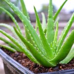 Aloes leczniczy łatwo uprawiać w domu na słonecznym parapecie z rzadkim podlewaniem