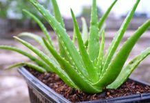 Aloes na parapecie – jak uprawiać roślinę, która zastąpi połowę leków z apteczki? Aloes leczniczy łatwo uprawiać w domu na słonecznym parapecie z rzadkim podlewaniem