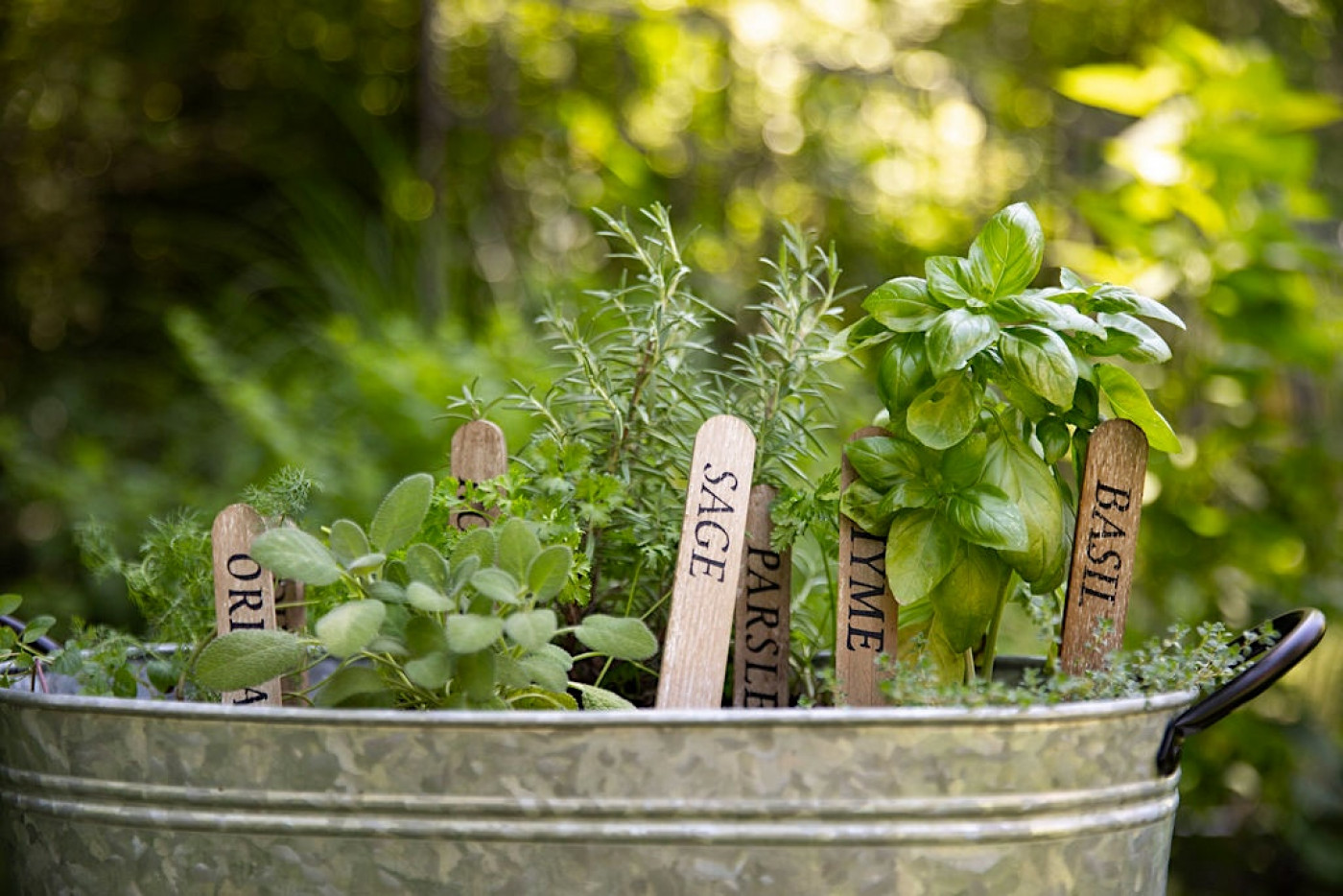 bazylię i miętę łatwo uprawiać na kuchennym parapecie aromatyczna bazylia i mięta w kuchni