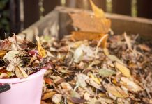 Liście orzecha włoskiego w kompoście – jak bezpiecznie rozłożyć jugalon i nie zatruć gleby? 4837261e rozklad lisci