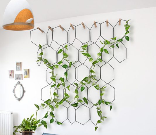 Szybkorosnące pnącza do salonu: które gatunki w parę miesięcy zamienią Twoje wnętrze w zielony azyl 5432198a pnacza salon