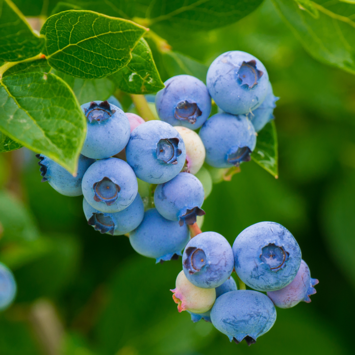 dorosły krzew borówki amerykańskiej z niebieskimi owocami na kwaśnej glebie