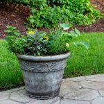 citronella trawa ogrodowa ochrona owadow 1770949321