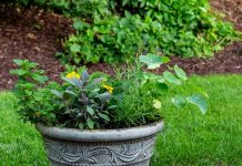 Lawenda, kocimięta, pelargonia – które rośliny naprawdę odstraszają komary z ogrodu i balkonu? citronella trawa ogrodowa ochrona owadow 1770949321