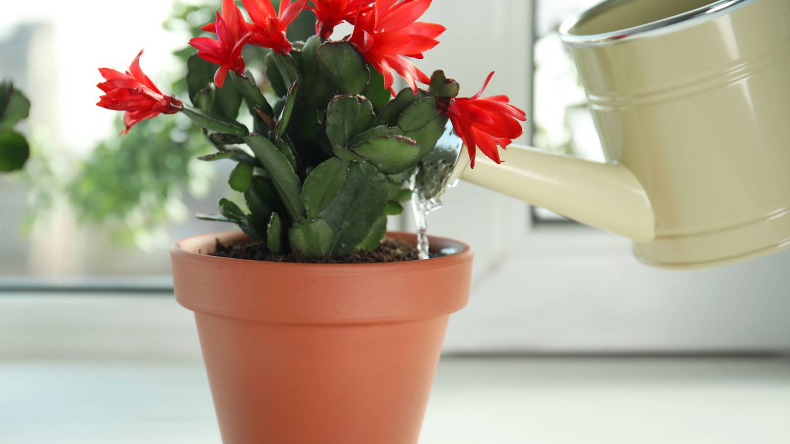 grupa kwitnących kaktusów na półce grupa kaktusów różnych gatunków kwitnących razem na półce w pomieszczeniu