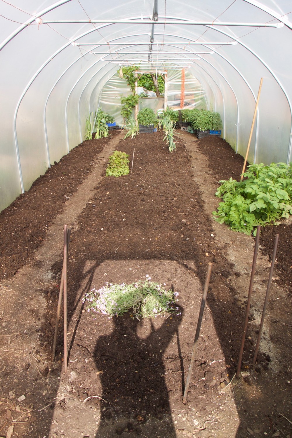 porównanie czerwonych pomidorów z tunelu i zielonych z pola