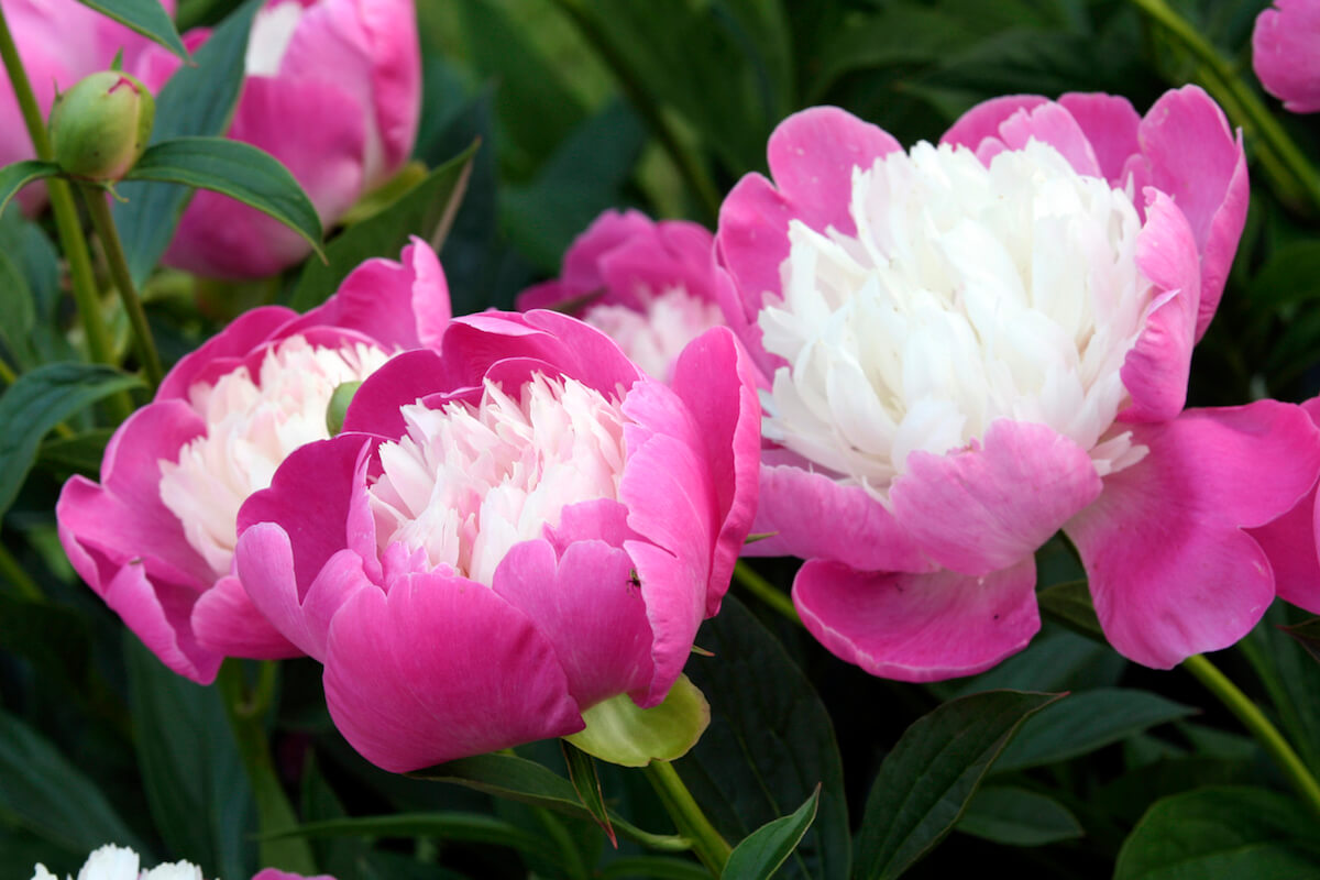 Narzędzia ogrodnicze łopata widły i rękawice obok kępy piwonii