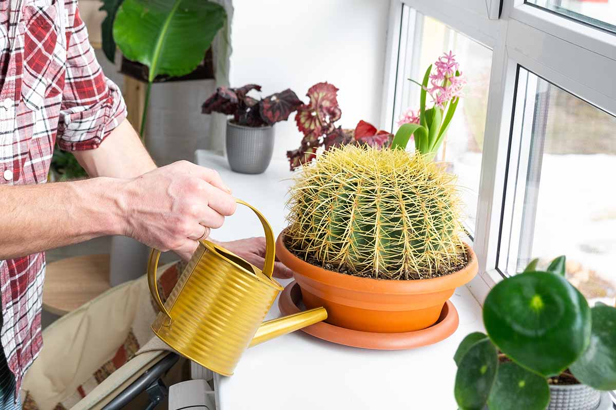 starszy kaktus z fioletowym kwiatem starszy kaktus z pojedynczym dużym fioletowym kwiatem po długim okresie suszy