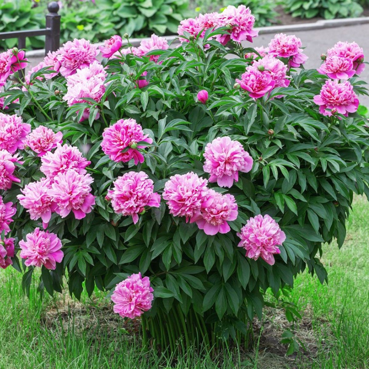 Piwonia po roku od przesadzenia z bujnymi liśćmi i pąkami kwiatowymi