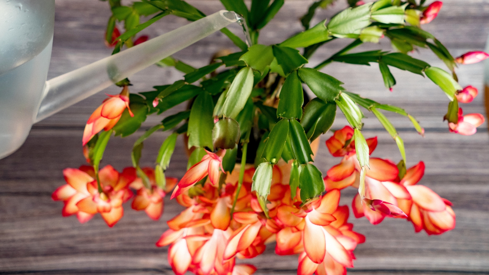 młody kaktus z pączkami po podlaniu młody kaktus po pierwszym podlaniu z pączkami wyrastającymi z wierzchołka