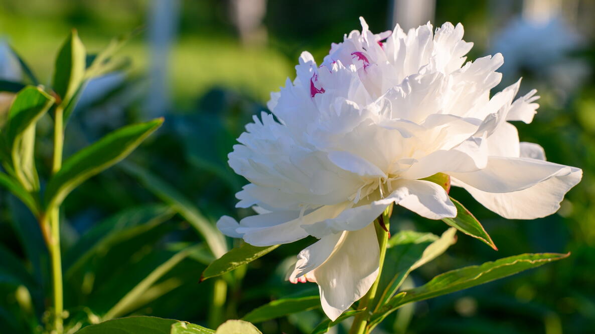 Porównanie piwonii jesienią i wiosną z widocznymi różnicami w liściach
