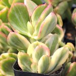 crassula ovata closeup biale kwiaty 1770946908