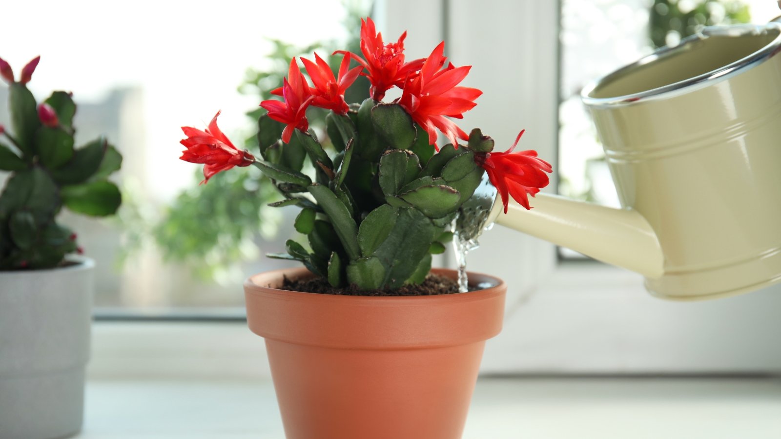 pączek kwiatowy na małym kaktusie mały kaktus z pączkiem kwiatowym gotowym do otwarcia w suchym podłożu