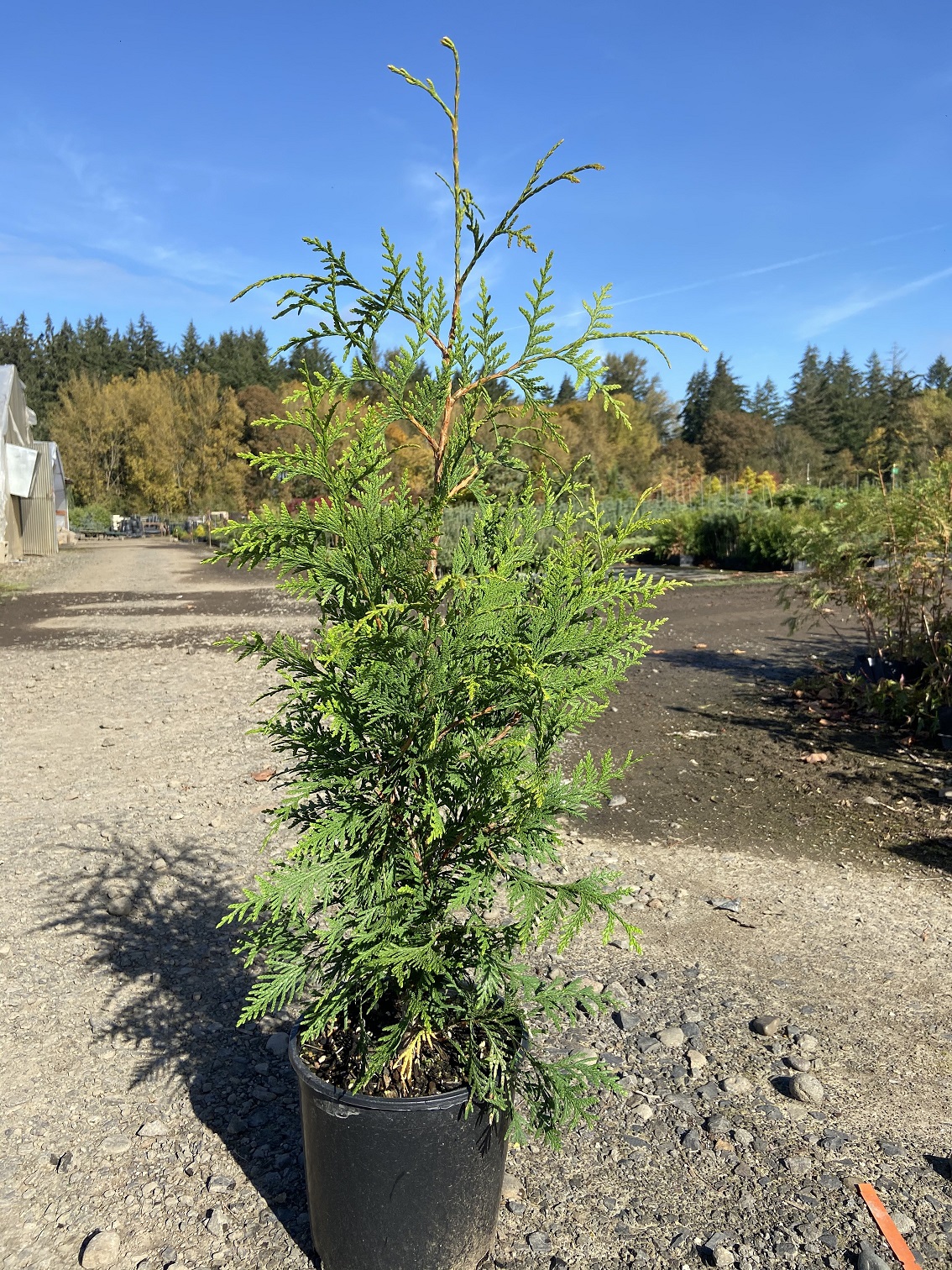 sadzonki tui tuż po posadzeniu małe sadzonki tui posadzone w równym rzędzie na brązowej glebie