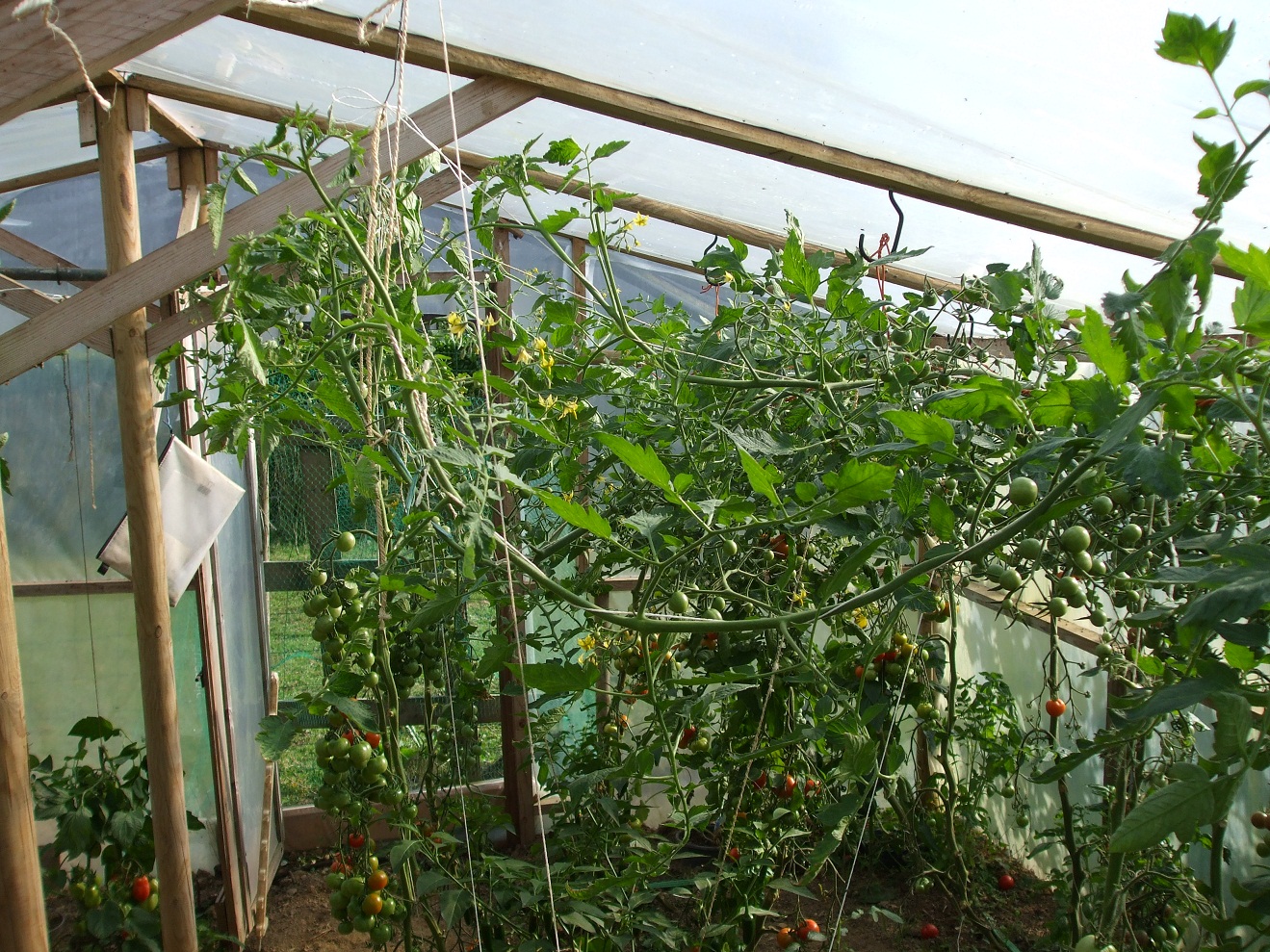 rama z rurek PCV stojąca na polu przed pokryciem folią