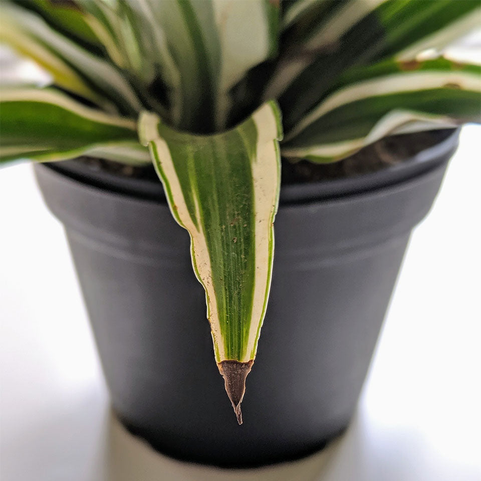 Dracena w zbyt suchej ziemi doniczkowej Liście draceny w doniczce z suchą ziemią i zwiniętymi brązowymi końcami